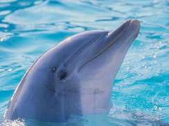 delfines 5 ingyen httrkpek