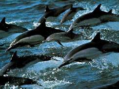 delfines 10 jtk httrkpek