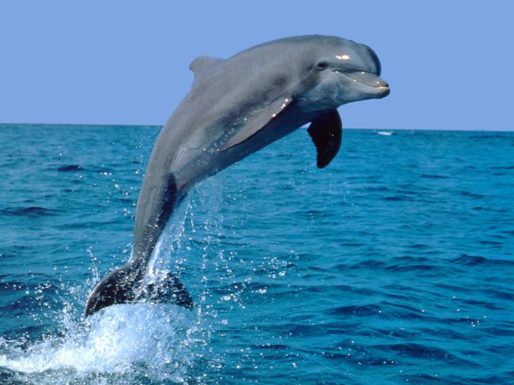 delfines 2 httrkpek