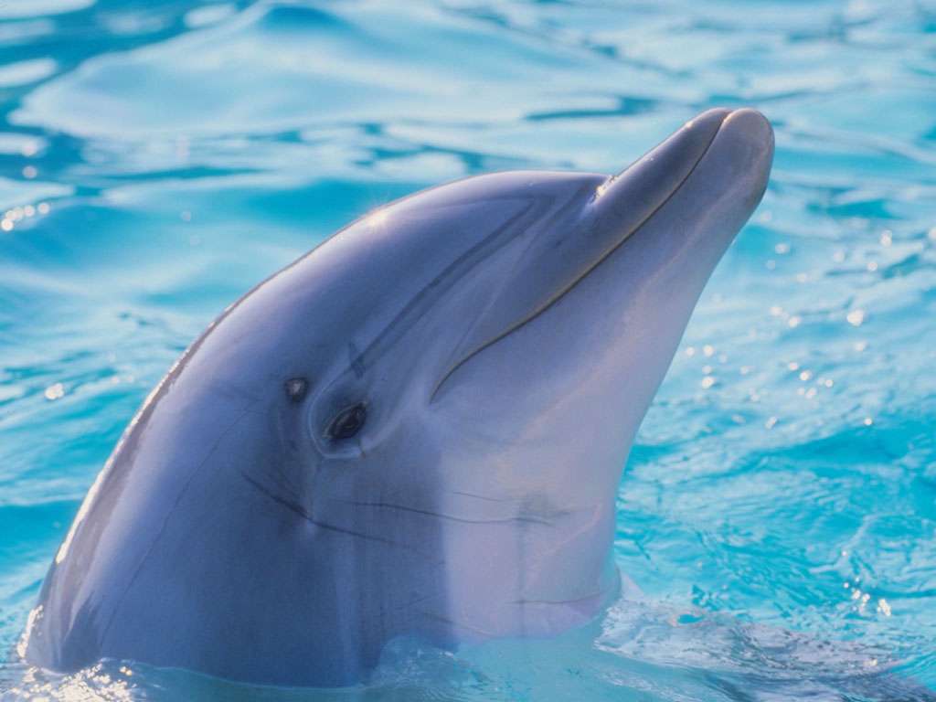 delfines 5 httrkpek