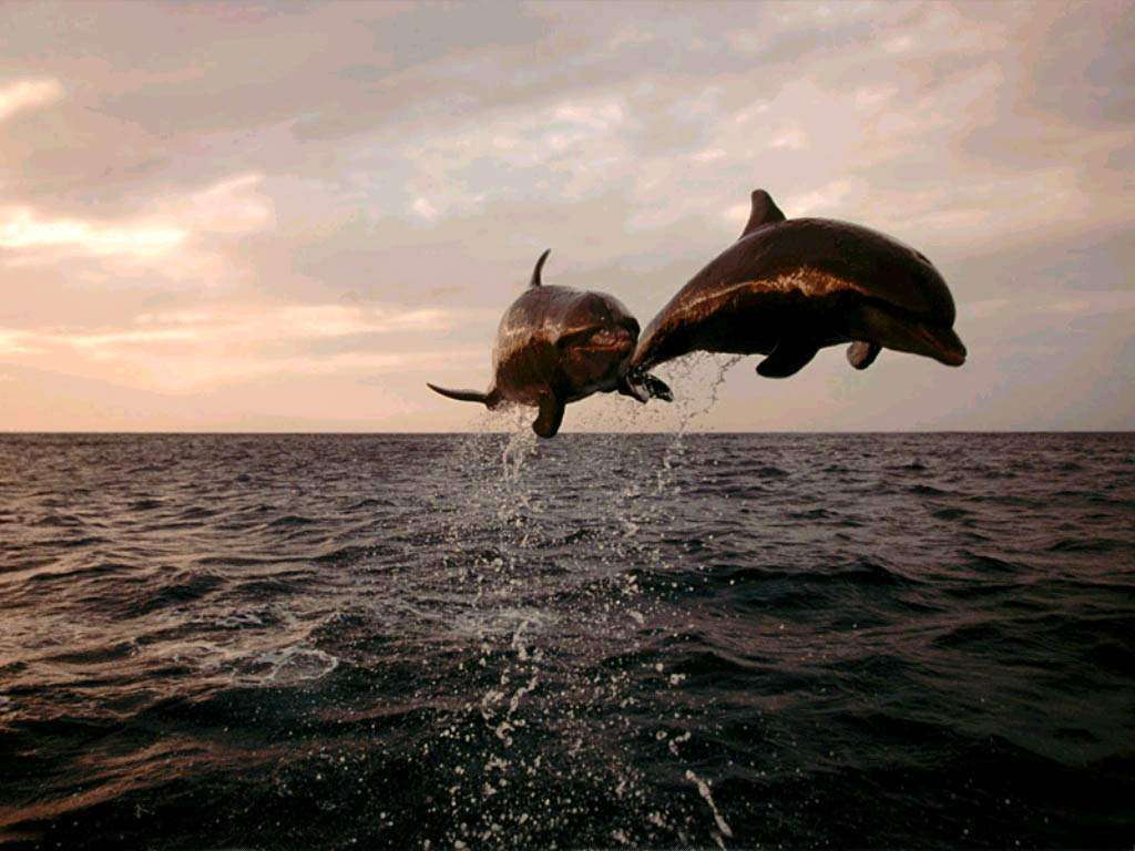 delfines 7 httrkpek