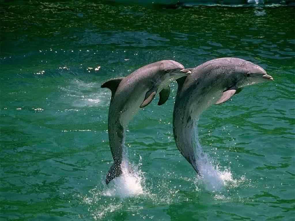 delfines 9 httrkpek